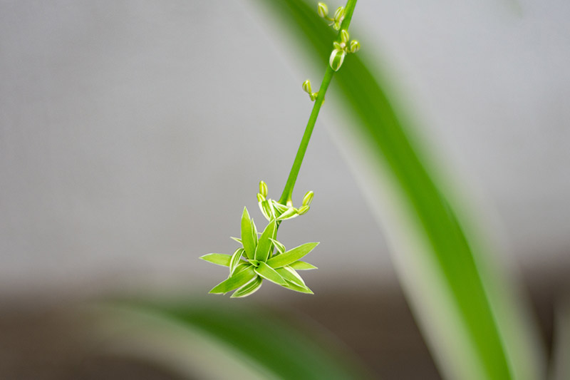 A close up horizontal image of a tiny new baby spider plant hanging off the mother pictured on a soft focus background.