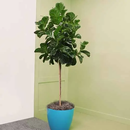 A close up square image of Ficus 'Bambino' growing in a blue pot indoors.