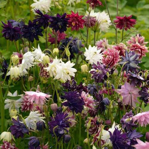 A close up square image of Aquilegia Barlow Mix, with blooms in a variety of colors growing in the garden.