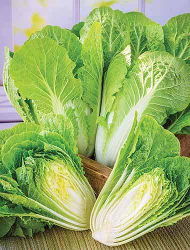 A close up vertical image of 'Barrel Head' Chinese cabbage in a wooden tray.