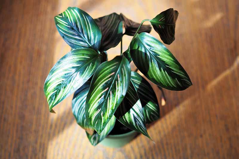 A close up horizontal image of a Calathea ornata 'Beauty Star' with striped foliage growing in a pot set on a wooden surface.