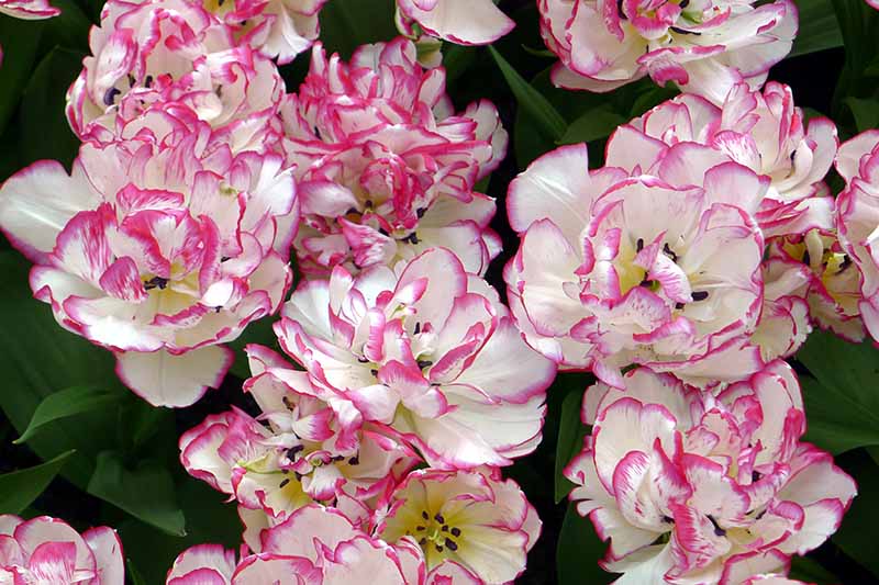 A close up horizontal image of bicolored pink and white 'Belicia' tulips growing in the garden.