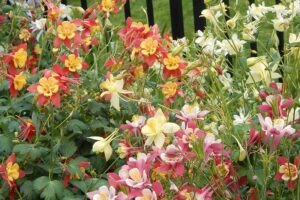 A close up horizontal image of a swathe of different colored columbine flowers growing in a garden border.