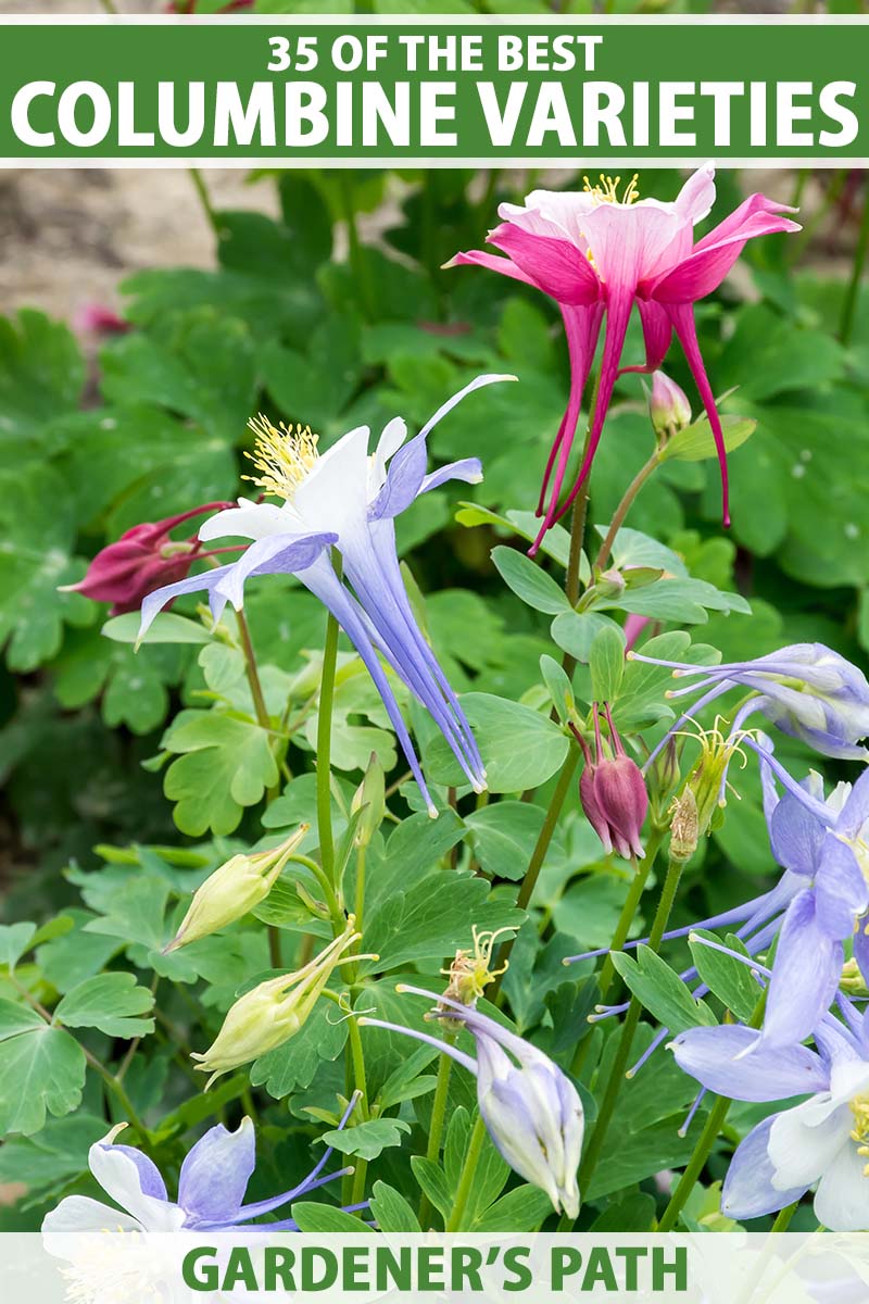 A close up vertical image of red and white, and blue and white bicolored columbine flowers growing in the spring garden surrounded by lush green foliage. To the top and bottom of the frame is green and white printed text.