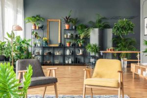 A horizontal image of a tidy interior room with a shelving unit against a gray wall filled with different tropical houseplants, a wooden floor, and two modern chairs.