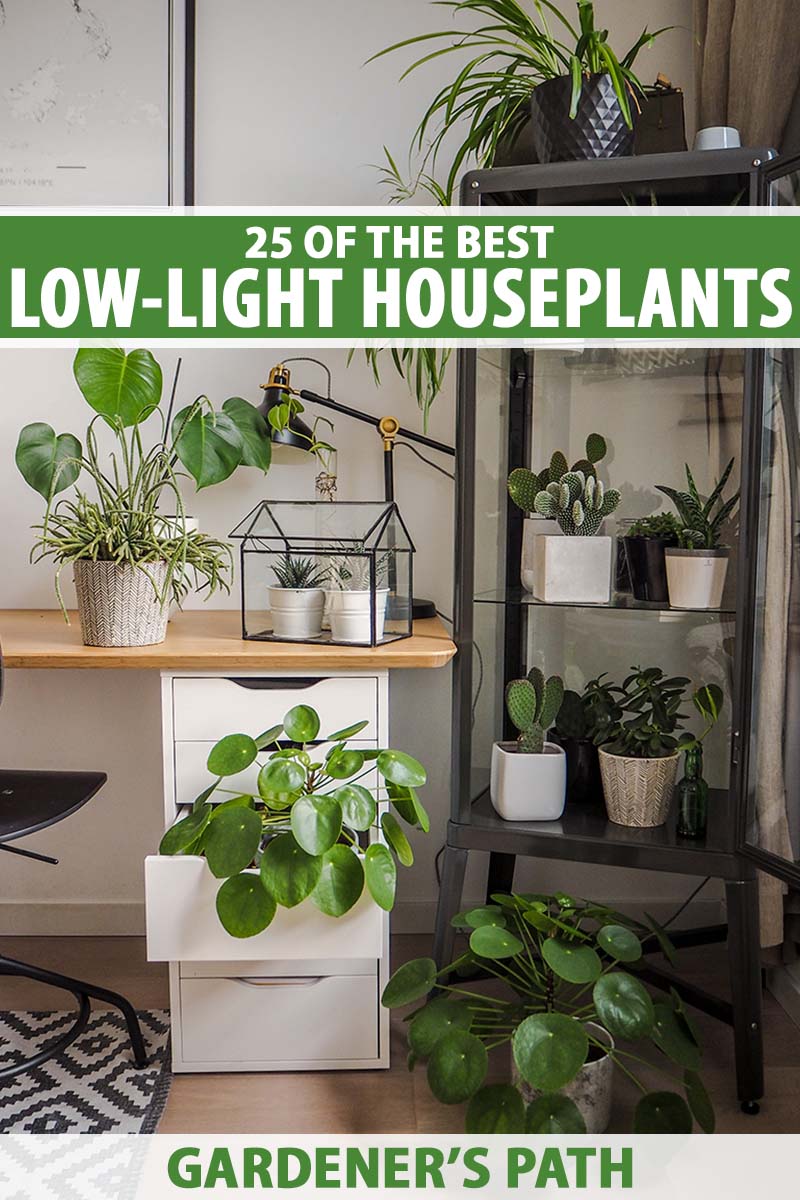 25 of the best low-light houseplants to liven up your decor