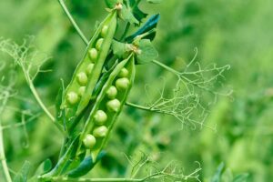 A close up horizontal image of pods split open to reveal the peas inside, growing in the garden pictured on a soft focus green background.