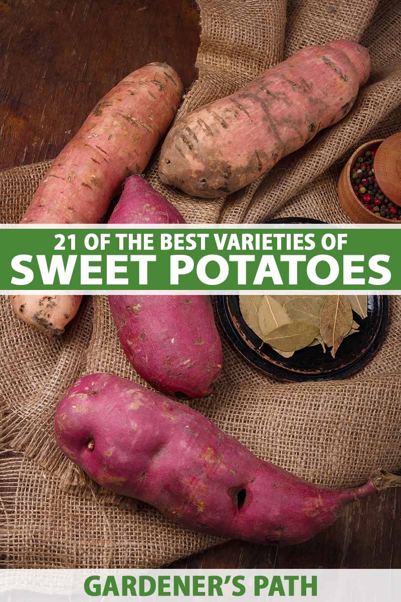 A close up vertical image of different types of sweet potatoes set on a piece of fabric on a wooden surface. To the center and bottom of the frame is green and white printed text.