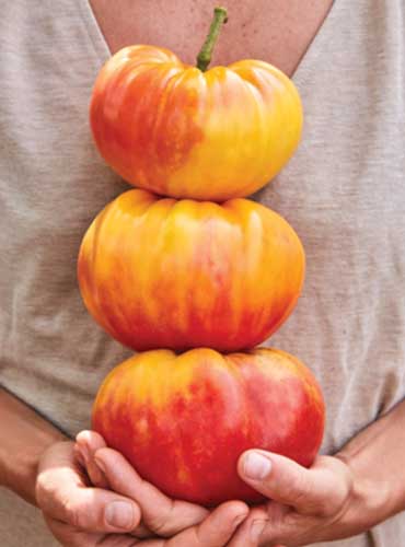 A close up vertical image of a gardener holding three 'Big Rainbow' tomatoes.