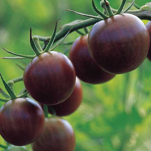 A close up square image of 'Black Cherry' tomatoes growing on the vine pictured on a green soft focus background.