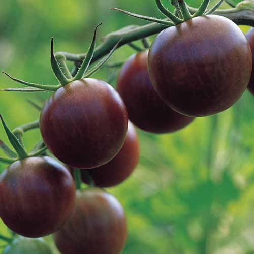A close up square image of 'Black Cherry' heirloom tomatoes growing on the vine in the garden pictured on a green soft focus background.