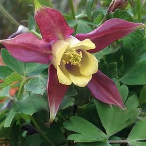 A close up square image of Aquilegia 'Blackcurrant Ice' growing in the garden with foliage in soft focus in the background.