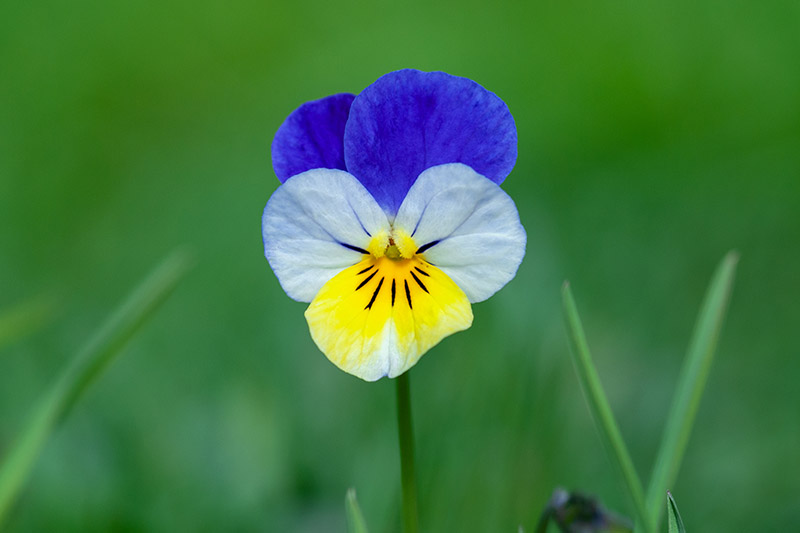 A close up horizontal image of a blue, white, and yellow tricolored pansy flower isolated on a green background.