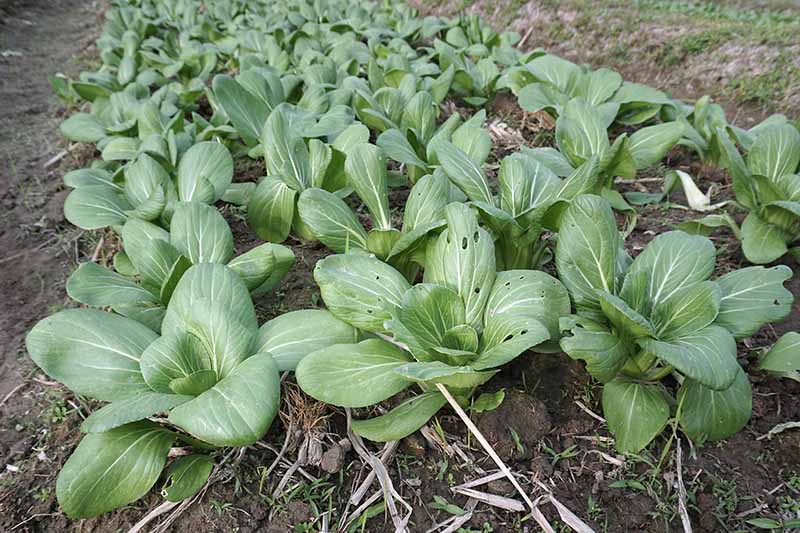 A close up horizontal image of rows of bok choy plants growing in the garden.