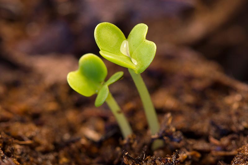A close up horizontal image of newly sprouted seedlings pushing through dark, rich soil.