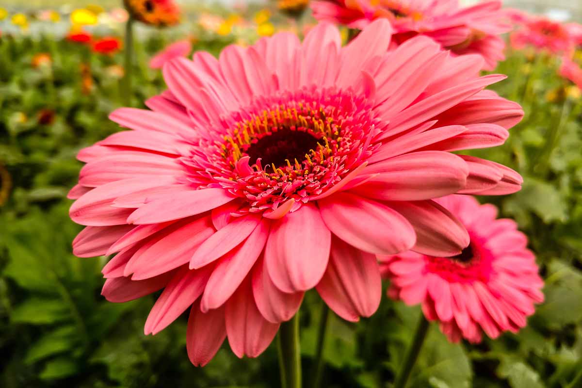 A close up horizontal image of a bright pink Gerbera jamesonii flower growing in the garden.