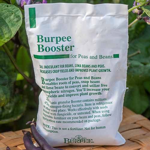 A close up square image of a bag of Burpee Booster soil inoculant set on a wooden surface.