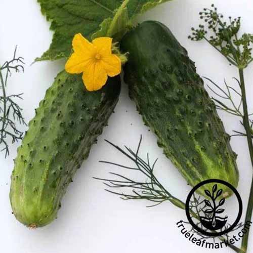 A close up square image of 'Bushy' cucumbers set on a white surface with sprigs of dill and a yellow flower. To the bottom right of the frame is a black circular logo with text.