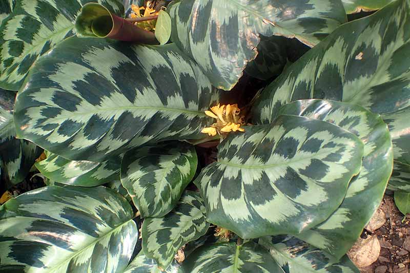 A close up horizontal image of the foliage of Calathea 'Helen Kennedy' growing outdoors.