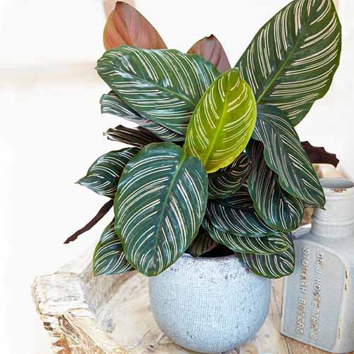 A close up square image of a Calathea ornata growing in a decorative pot set on a wooden side table.