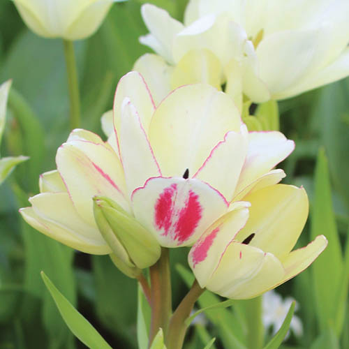 A close up square image of Tulipa 'Candy Club' blooms growing in the garden.
