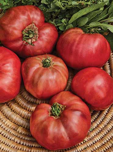 Fruit Have Nice Flavor With Rich & Creamy Texture! German Johnson Tomato