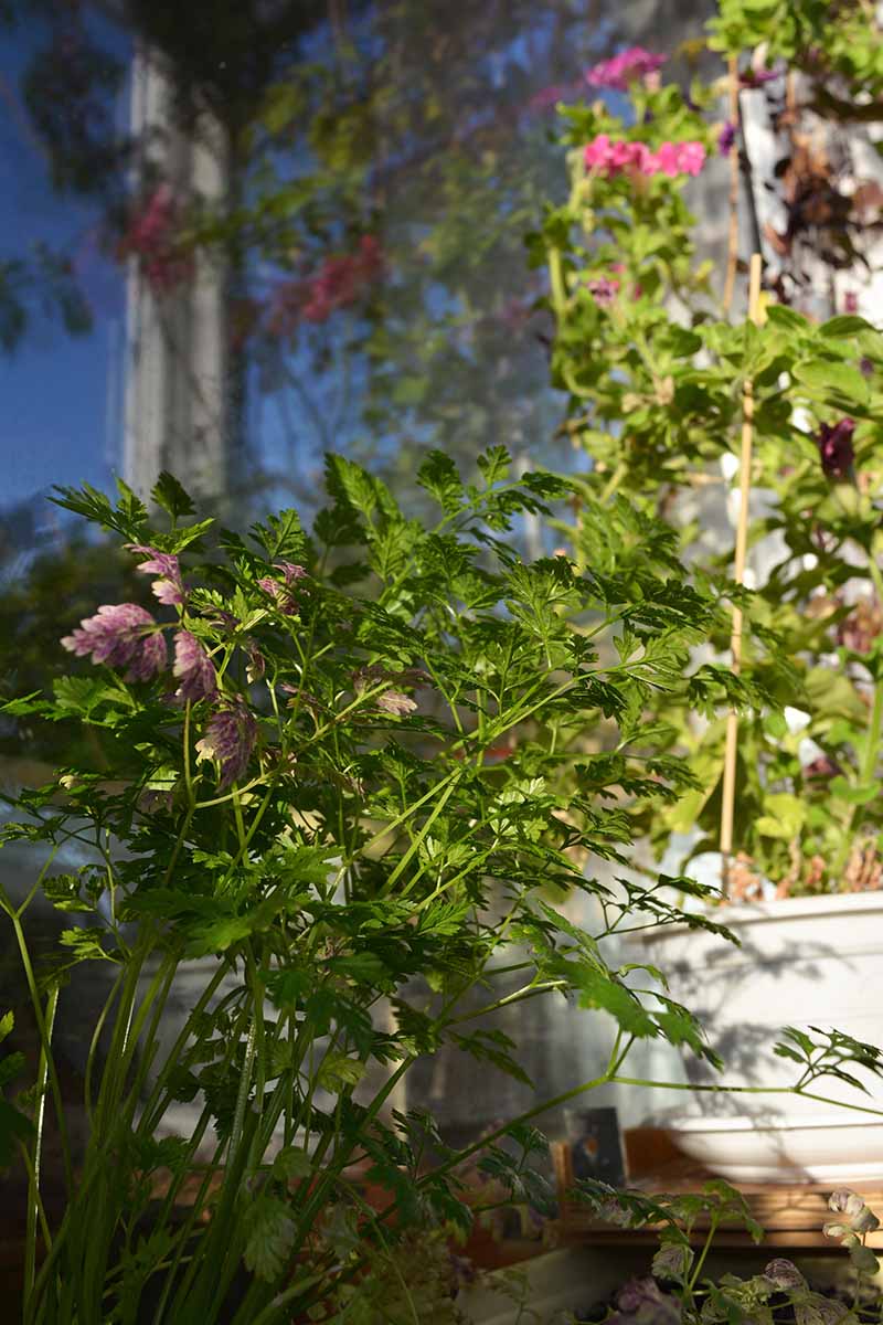 A close up vertical image of a balcony garden featuring flowers and chervil as a trap crop.