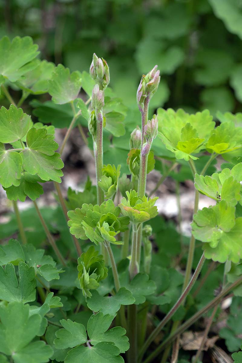A close up vertical image of the small flower buds of a green columbine plant just prior to blooming.