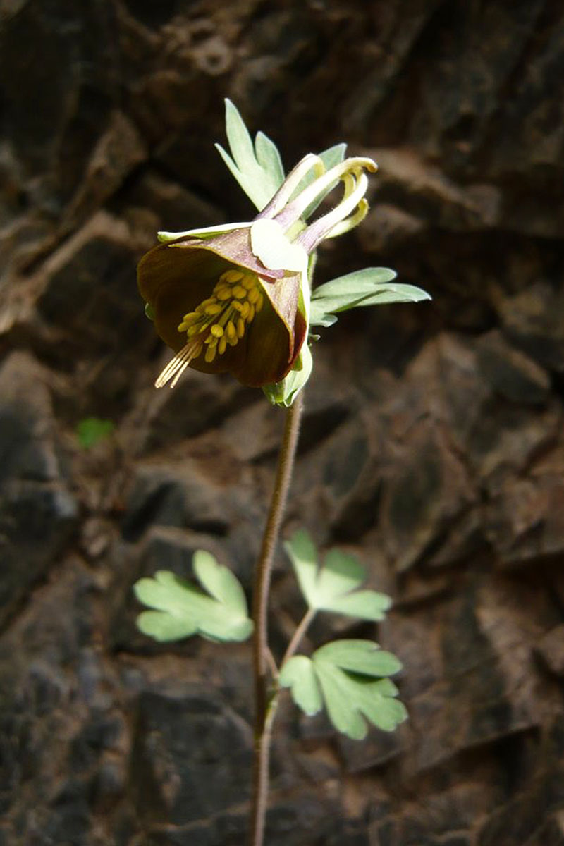 A close up vertical image of a green columbine flower pictured in light sunshine on a soft focus background.
