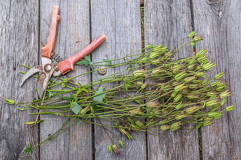 A close up horizontal image of pruned stems and a pair of secateurs set on a wooden surface.