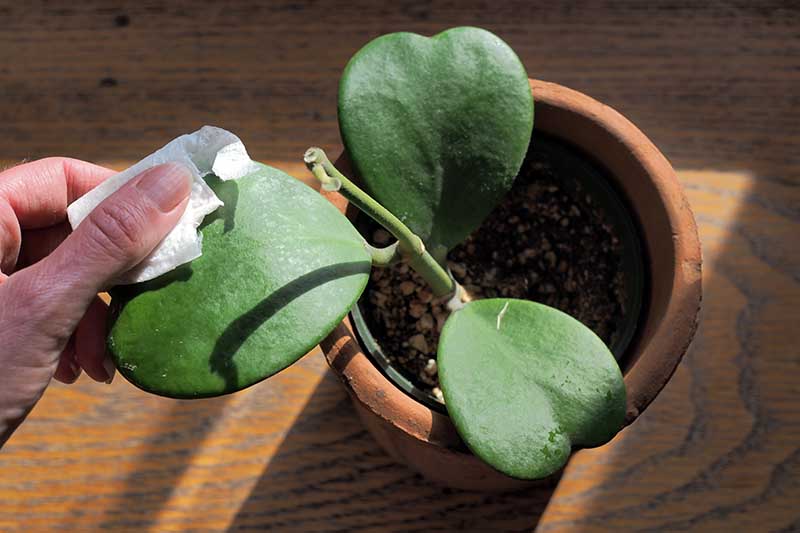 A close up horizontal image of a hand from the left of the frame cleaning the leaves of a sweetheart hoya plant set on a wooden surface.