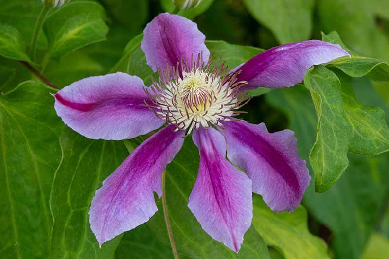 A close up horizontal image of a bicolored clematis flower growing in the garden pictured on a soft focus background.