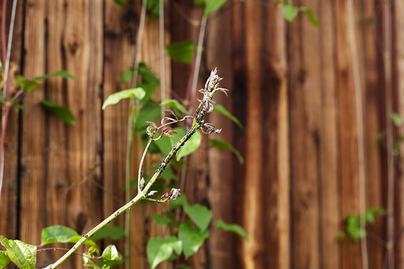 A close up horizontal image of a clematis vine infested with aphids with a wooden fence in the background.