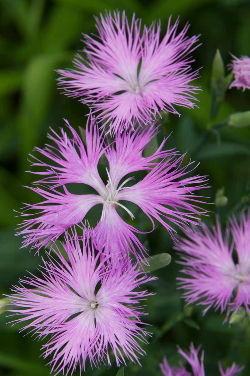 A close up vertical image of large pinks (Dianthus superbus) in full bloom in the garden pictured on a soft focus background.