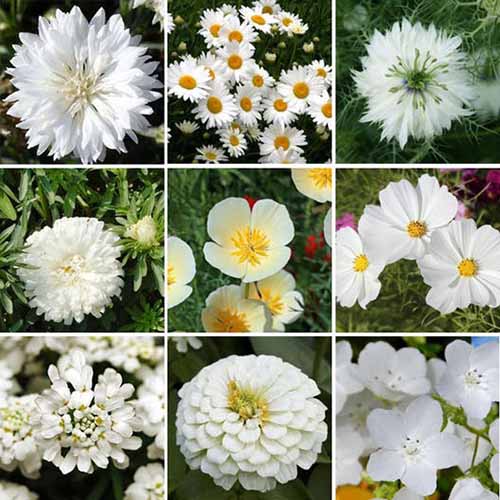 A close up square image of a collage of different white flowers growing in the garden.