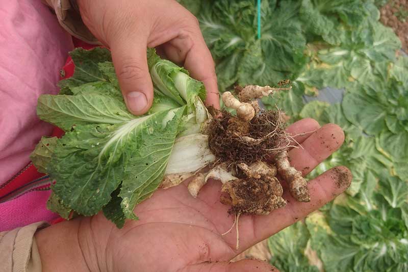 A close up horizontal image of a gardener holding a cabbage suffering from clubroot rot.
