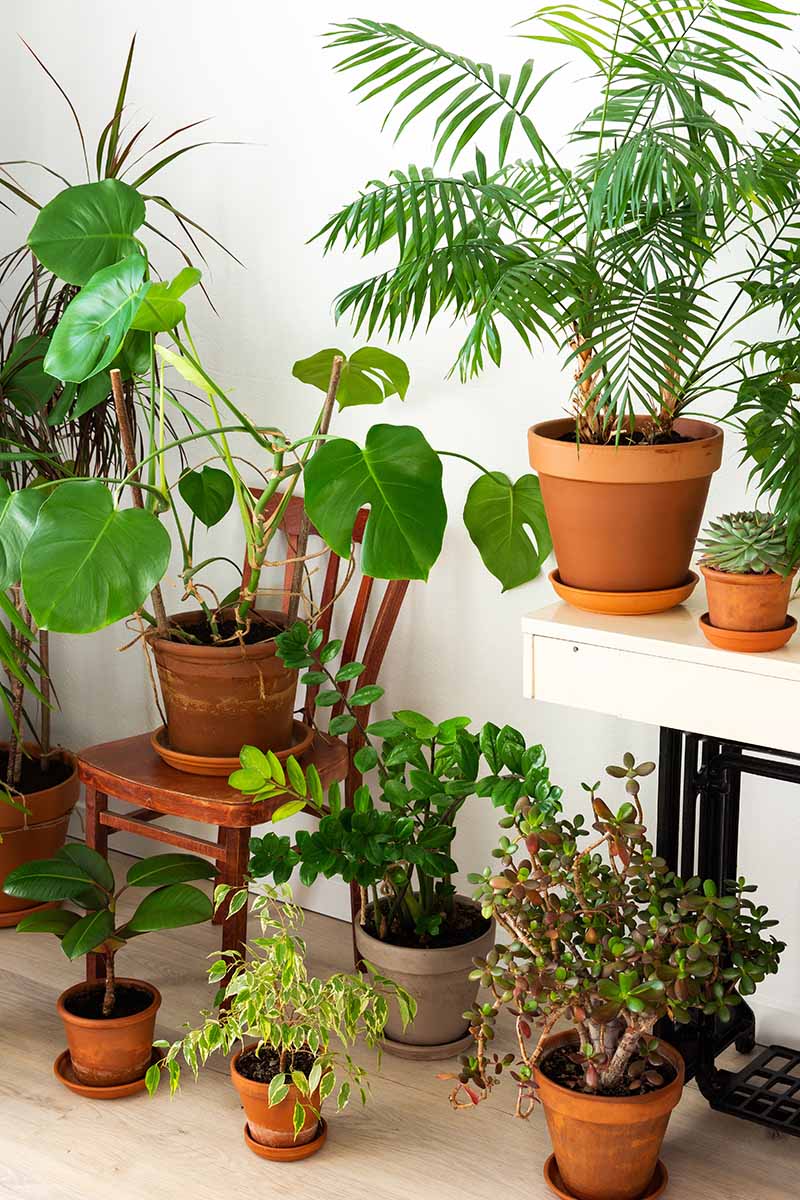 A vertical image of a room with a collection of houseplants on the floor, a shelf, and a chair.