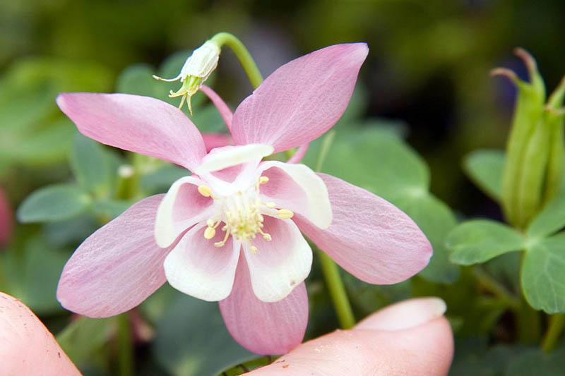 A close up horizontal image of a pink Cameo columbine flower with a human finger at the bottom of the frame.