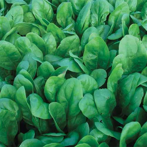 A close up square image of 'Corvair' spinach growing in the garden.