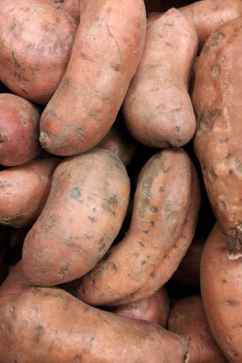 A close up vertical image of 'Covington' sweet potatoes in a pile.