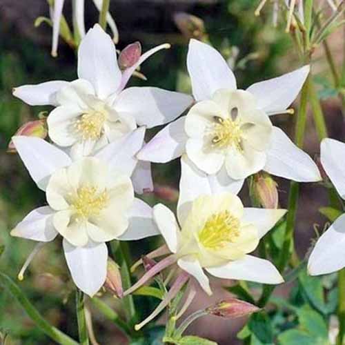 A close up square image of Aquilegia 'Crystal Star' growing in the spring garden pictured in bright sunshine.