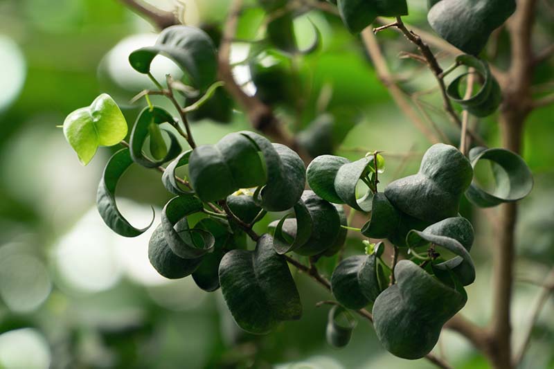 A close up horizontal image of Ficus benjamina 'Pandora' sporting curly leaves.