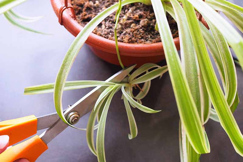 A horizontal image of a pair of scissors from the left of the frame snipping off an offshoot from a spider plant.