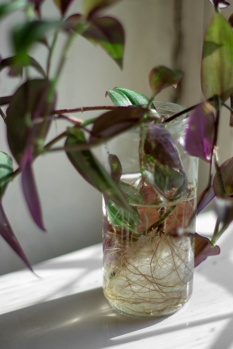 A close up vertical image of a spiderwort plant stem cutting taking root in a jar of water pictured on a windowsill.