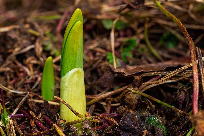 A close up horizontal image of daffodil foliage pushing through the soil in spring.