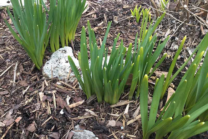A close up horizontal image of daffodil foliage growing in the spring garden.