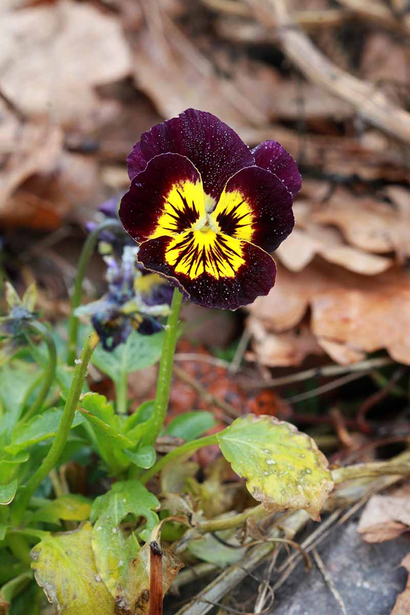 A close up vertical image of a burgundy and yellow violet flower growing in the garden pictured on a soft focus background.