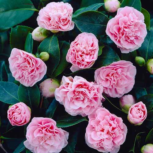 A close up square image of the pink flowers of 'Debutante' camellia growing in the garden.