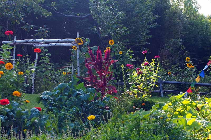 A horizontal image of a survival garden growing a variety of different vegetables and flowers pictured in light evening sunshine.