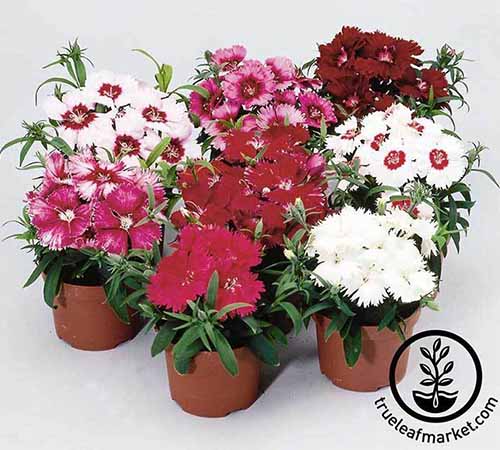 A close up horizontal image of potted Diana series China pinks flowers pictured on a white background. To the bottom right of the frame is a black circular logo with text.